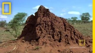 Her Majesty, The Termite Queen | National Geographic