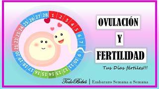 OVULACION Y FERTILIDAD. Como saber cuando ovulas y Tus Días Fértiles.