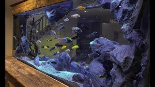 7 Beautiful African Cichlids Tank Setup | Large African Cichlid Aquarium