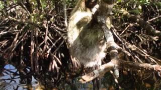 The pygmy three-toed sloth (Bradypus pygmaeus) in Panama