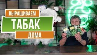 Как вырастить табак дома ️ История Табака ️ Семена Табака