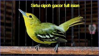 Sirtu cipoh gacor full isian || Pancingan dijamin langsung bunyi