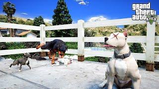 PİTBULL KRATOS KÖTÜ KOMŞUSU ROTTWEILER'LA DÖVÜŞÜYOR! - GTA 5 PİTBULL'UN HAYATI
