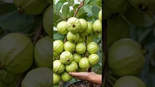 The Guava Guru: 5 Steps to Grow the Most Juicy and Flavorful Guavas