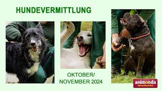 Hundevermittlung - Oktober/November 2024 (Tierheim Hannover TV)