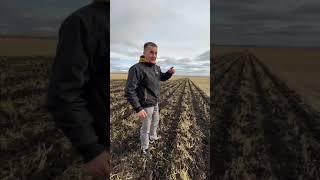 Технология Strip-till