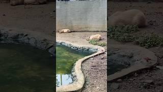 living the capybara dream 