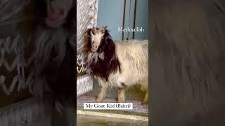 FSA Entertainment’s Goat Kid