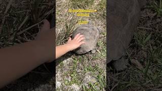 be kind and respectful #encounterdiaries #turtles #wildlifeencounters #wildlifeanimals