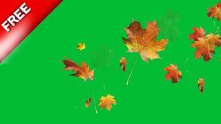 autumn leaves fall green screen | spring green screen effects| green screen leaves falling