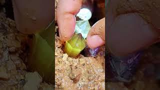 Full video on homepage#gems  #agate#crystal#gold#Gems#diamonds#gold mines#emeralds #pearl