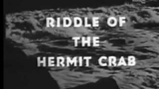 Diver Dan ep. 99: Riddle of the Hermit Crab