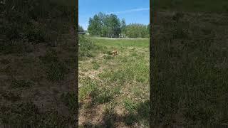 Cats Loving Sunny Walks