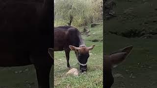 KASTOORWAN RESORT Shorts #jungal #kashmir#nature#like#share#subscribe