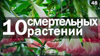  Самые ЯДОВИТЫЕ И ОПАСНЫЕ РАСТЕНИЯ МИРА [Топ 10]