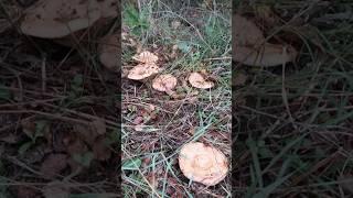 #delicious #mushroom #shortvideo #mantar #mantarlar #mantartoplama #çintar #kanlıcamantarı