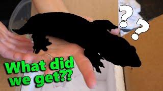 Unboxing a New Lizard!!