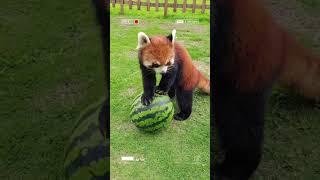 Red panda. Красная панда. Мандалажка))