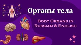 Органы тела - Body Organs in Russian & English