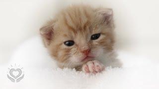 Reiki for Pets & Animals | Energy Healing for Pets