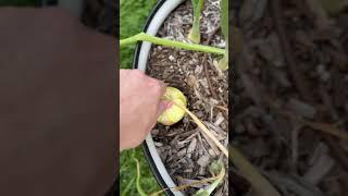 Floppy tops means  are ready for harvest! #gardening #vegetablegarden #mygarden #zone6