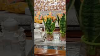 aquatic tiger tongue plant