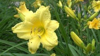 Happy Returns Daylily - Hemerocallis 'Happy Returns'