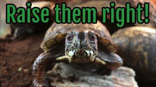 Eastern Box Turtle Care Tutorial