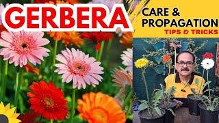 Gerberas: Plant Care & Propagation I जरबेरा की केयर कैसे करें I Gerbera Flowering Tips