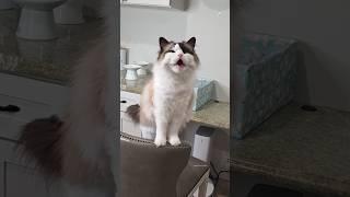 Just a cat, living her best bird life