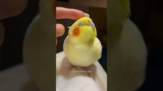 Adorable Cockatiel Cute Relaxing Moments    #cockatielscraze