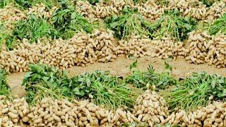 Peanut Agriculture Process,  Peanut Harvesting, peanut cultivation processing, How to farming peanut