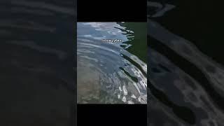 Просто комментарии | 255 |        #смешное_видео #смешноевидео #ржака #юмор #смех #смешноевидио