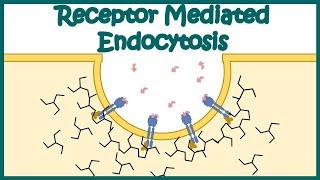 Receptor mediated endocytosis | Detailed Animation on Receptor-mediated Endocytosis| Endocytosis