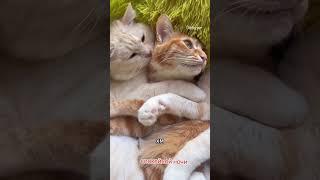 Ночной диалог!Улыбнемся