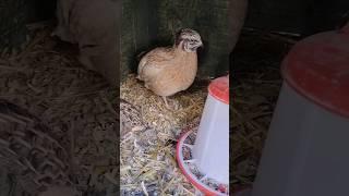 Faraon + Feniks #coturnix #quail  #przepiórki #hobby #hodowla #rolnictwo #samowystarczalność