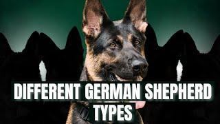 All Types of German Shepherd Dog Breed: An In-depth Analysis