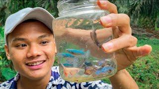 Tempat Rahasia ! ikan cupang nya cantik cantik banget