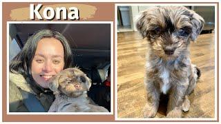 GETTING MY NEW PUPPY VLOG 2020 (Aussiedoodle Merle Puppy) | ILINCA