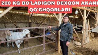 DEXQON AKANI QO'RASIDA 200 KG BO'LADIGON QO'CHQORLAR SOTILADI