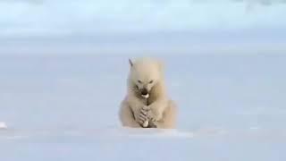 oso polar bebé haciendo una bola de nieve y asustándose por ver a una foca bebé