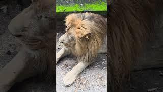 King of Jungle Lion 