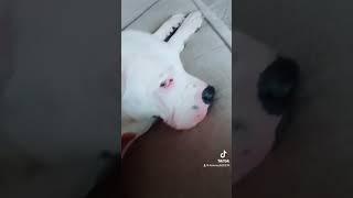 #dog #americanbulldog #skyethedog #shorts #tiktok #tiktokvideo #tiktokviral #funny #funnyvideo