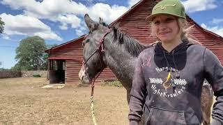 MY FIRST LAYING A MULE DOWN #layingdownmule #mules #training #mule #appaloosa