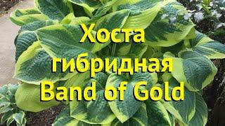 Хоста гибридная Бэнд оф голд. Краткий обзор, описание характеристик hosta Band of Gold