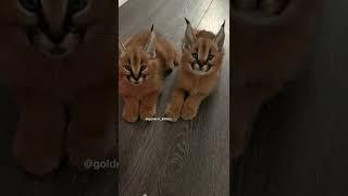 Чирикают как птички #каракал#флоппа#котеноккаракал#caracal#cats#shorts