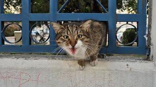 The weather is cold and the street cats are very hungry