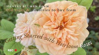 Getting Started with Heirloom Roses | Old roses & nurseries to buy from | Sievers Blumen Farm