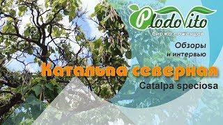 Катальпа северная I Catalpa speciosa