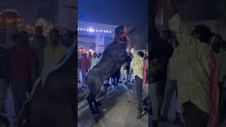 #sadar #sadarfestival #bull #yadav #yadavbrand#viral #trending